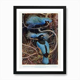 Blue And White Kingfisher Art Print