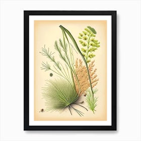 Fennel Seeds Spices And Herbs Retro Drawing 3 Art Print