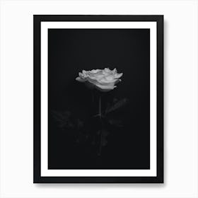 Every Rose has its thorn Art Print