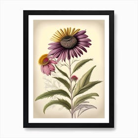 Echinacea Spices And Herbs Retro Drawing 1 Art Print