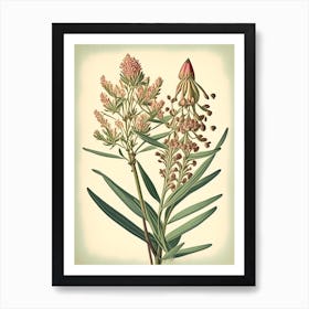 Prairie Milkweed Wildflower Vintage Botanical 2 Art Print