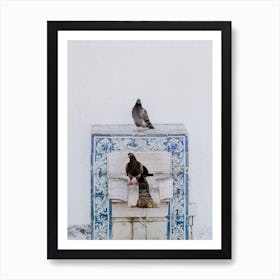 Pigeons looking for refreshment in Lisbon Poster