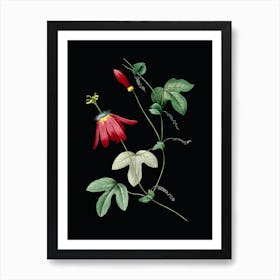 Vintage Red Passion Flower Botanical Illustration on Solid Black n.0318 Art Print