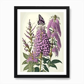 Butterfly Bush Wildflower Vintage Botanical Art Print