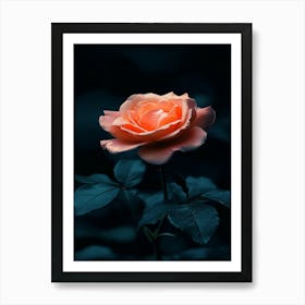 Rose In The Dark 25 Art Print