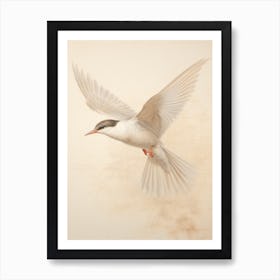 Vintage Bird Drawing Common Tern 2 Art Print