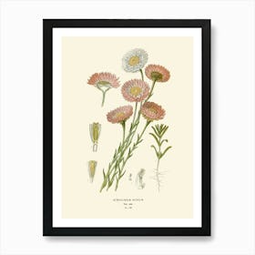 Geraniums 3 Art Print