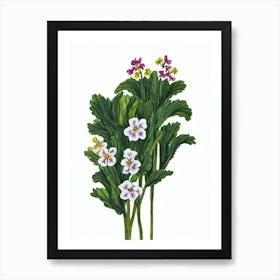 Primrose Flowers (Primula Hybrids) Watercolor Art Print