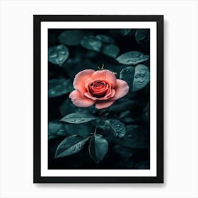 Rose In The Rain 1 Art Print