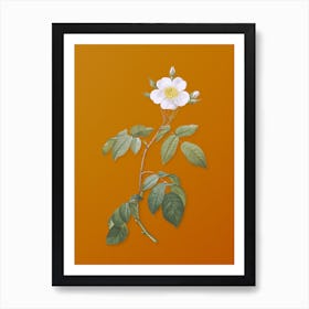 Vintage Big Leaved Climbing Rose Botanical on Sunset Orange n.0552 Art Print