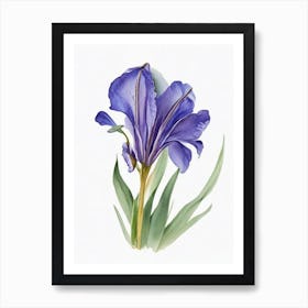 Blue Flag Iris Wildflower Watercolour 1 Art Print