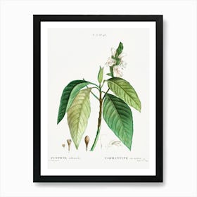 Malabar Nut, Pierre Joseph Redoute Art Print