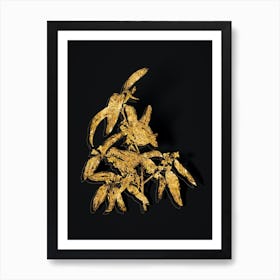 Vintage Russian Olive Botanical in Gold on Black n.0141 Art Print