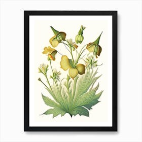 Sundrops Wildflower Vintage Botanical Art Print