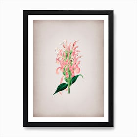 Vintage Justicia Carnea Flower Botanical on Parchment n.0867 Art Print