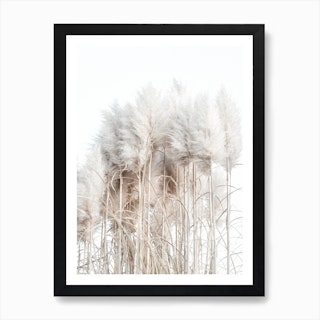 Pampas Grass I Art Print