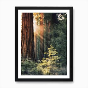 Redwood Forest Scenery Art Print