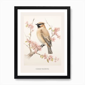 Vintage Bird Drawing Cedar Waxwing 3 Poster Art Print