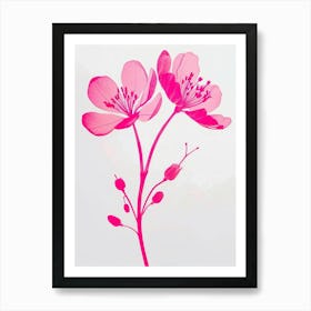 Hot Pink Kangaroo Paw Art Print