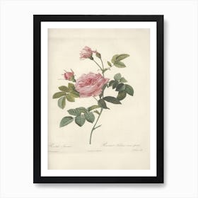 Rose Illustration, Pierre Joseph Redoute (4) 1 Art Print