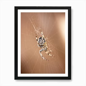 Spider Web Closeup (2009) Art Print