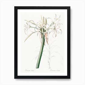 Poison Bulb, Pierre Joseph Redoute Art Print