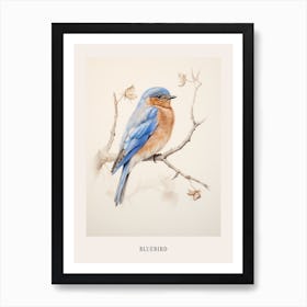 Vintage Bird Drawing Bluebird 1 Poster Art Print