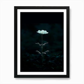 Single Flower In The Dark 66 Art Print