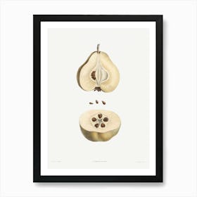 Pear fruit from La Botanique de J. J. Rousseau, Pierre Joseph Redoute Art Print