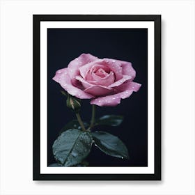 Pink Rose 51 Art Print