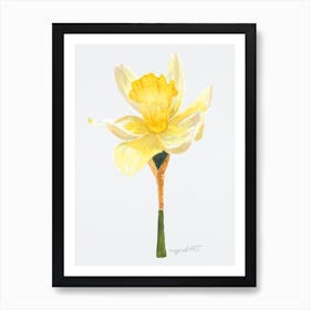 Daffodil 2 Art Print