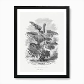 Vintage Palm Tree Art Print _2643194 Art Print