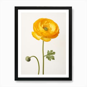 Pressed Wildflower Botanical Art Buttercup Ranunculus 2 Art Print