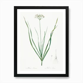 Allium Tartaricum, Pierre Joseph Redoute Art Print