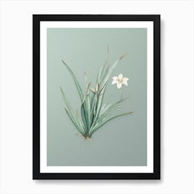 Vintage Fortnight Lily Botanical Art on Mint Green n.0200 Art Print