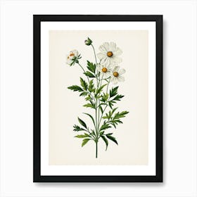 Vintage Botanical Galleria Style Wildflower Painting 34 Art Print