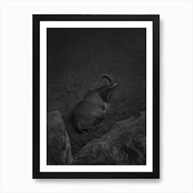 Pregnant Mountain Goat. Black and white Art Print