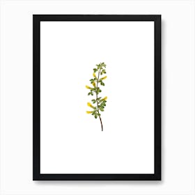 Vintage Common Cytisus Botanical Illustration on Pure White n.0616 Art Print