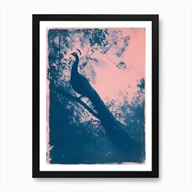 Pink & Blue Peacock Cyanotype Style 6 Art Print