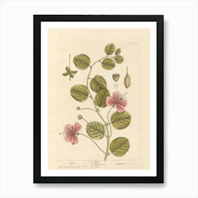 Hibiscus 11 Art Print