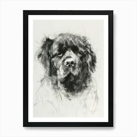 Newfoundland Dog Charcoal Line 3 Art Print