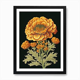 Marigold Wildflower Vintage Botanical 2 Art Print
