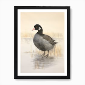 Vintage Bird Drawing Coot 3 Art Print