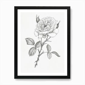 Roses Sketch 24 Art Print