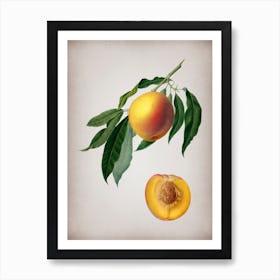 Vintage Peach Botanical on Parchment n.0861 Art Print