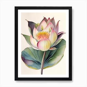 American Lotus Watercolour Ink Pencil 1 Art Print