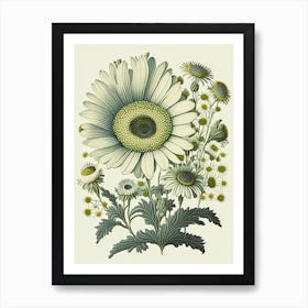Daisy 1 Floral Botanical Vintage Poster Flower Art Print