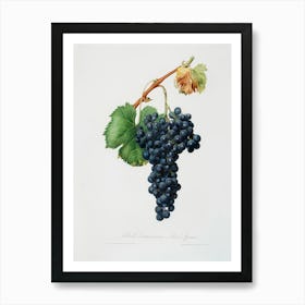 Grape Spanna (Vitis Vinifera Pedemontana) From Pomona Italiana (1817 1839), Giorgio Gallesio Art Print