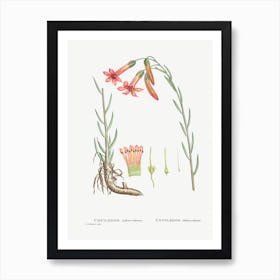 Cotyledon Tuberculosa, Pierre Joseph Redoute Art Print