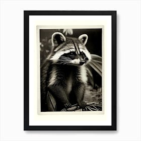 Chiriqui Raccoon Vintage Photography Art Print